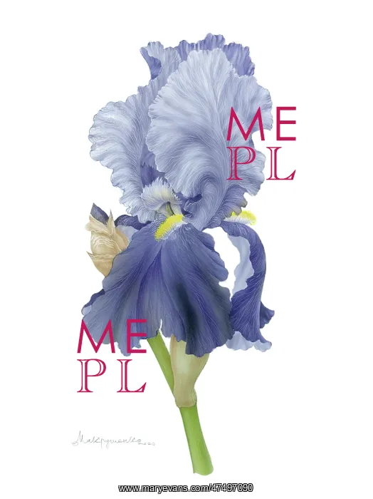  : Iris
