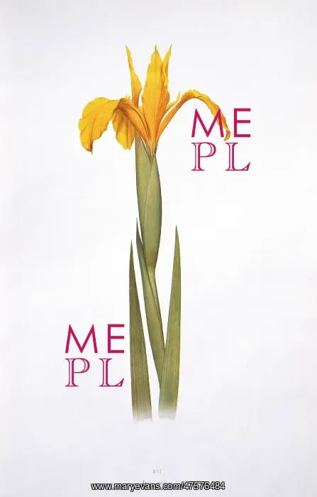 : Iris aurea, iris : Iris aurea, iris
