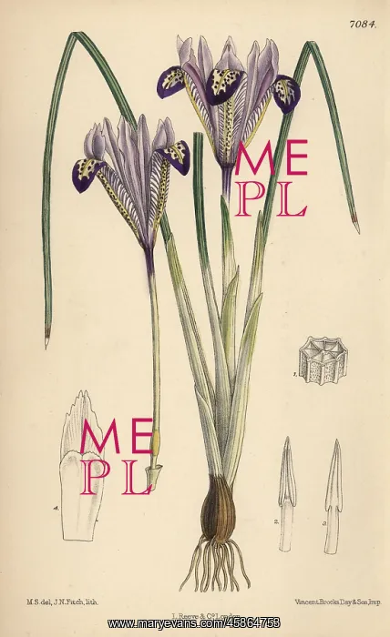 : Iris bakeriana, violet-flowered iris native to Armenia : Iris bakeriana, violet-flowered iris native to Armenia