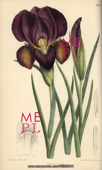 : Iris barnumae, purple iris native of Armenia : Iris barnumae, purple iris native of Armenia