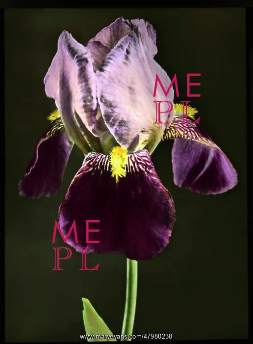 : Iris Bruno (Tall Bearded Iris) : Iris Bruno (Tall Bearded Iris)