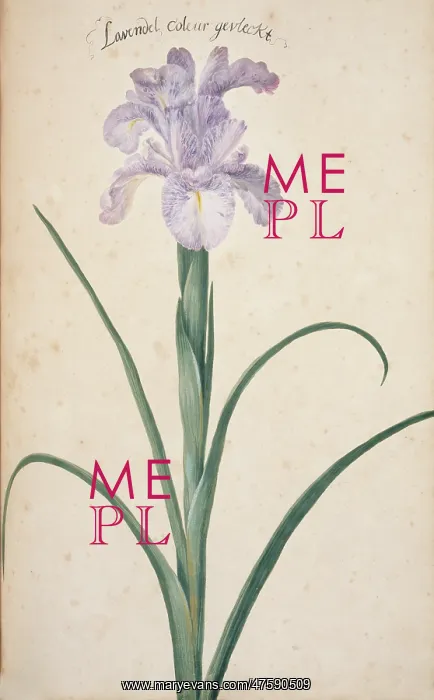 : Iris cf. germanica, bearded iris : Iris cf. germanica, bearded iris