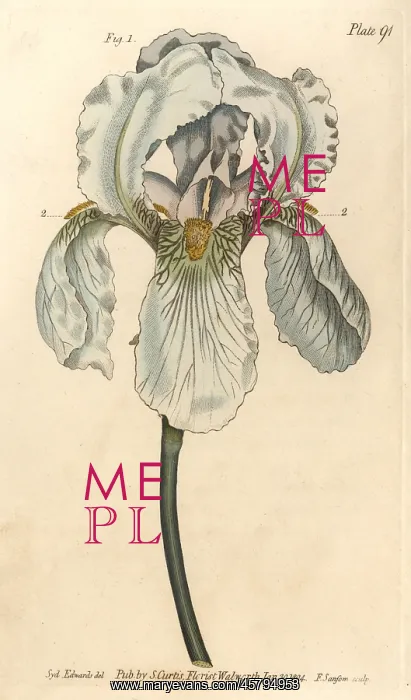 : Iris florentina, Iris germanica nothovar : Iris florentina, Iris germanica nothovar