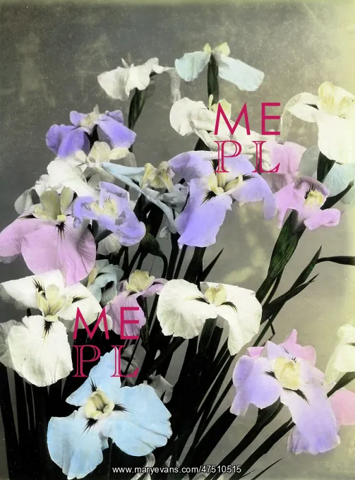  : Iris flowers