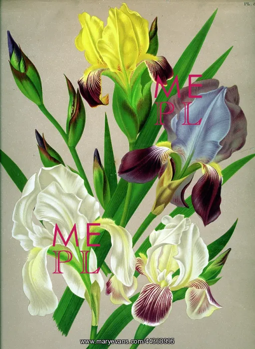  : Iris Germanica
