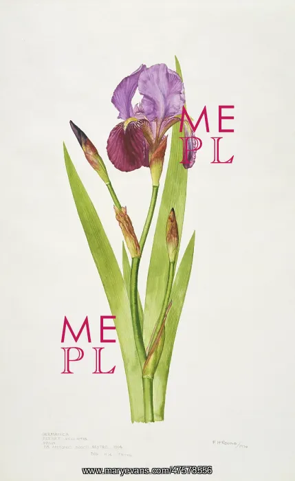 : Iris germanica, bearded iris : Iris germanica, bearded iris