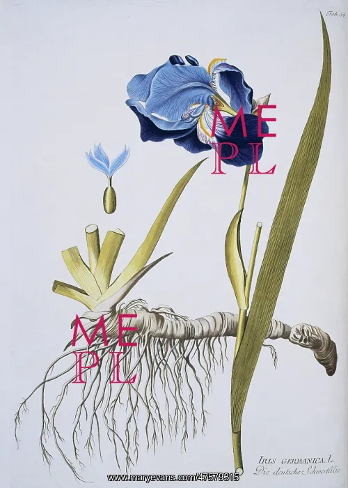 : Iris germanica, flag iris : Iris germanica, flag iris