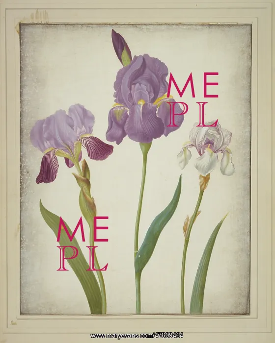 : Iris germanica (left) and Iris pallida (right), bearded iris : Iris germanica (left) and Iris pallida (right), bearded iris