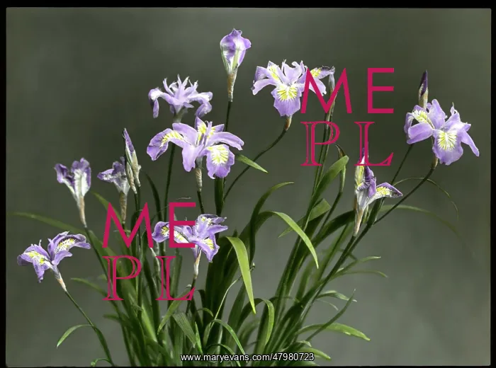 : Iris Gracilipes (Crested Iris) : Iris Gracilipes (Crested Iris)