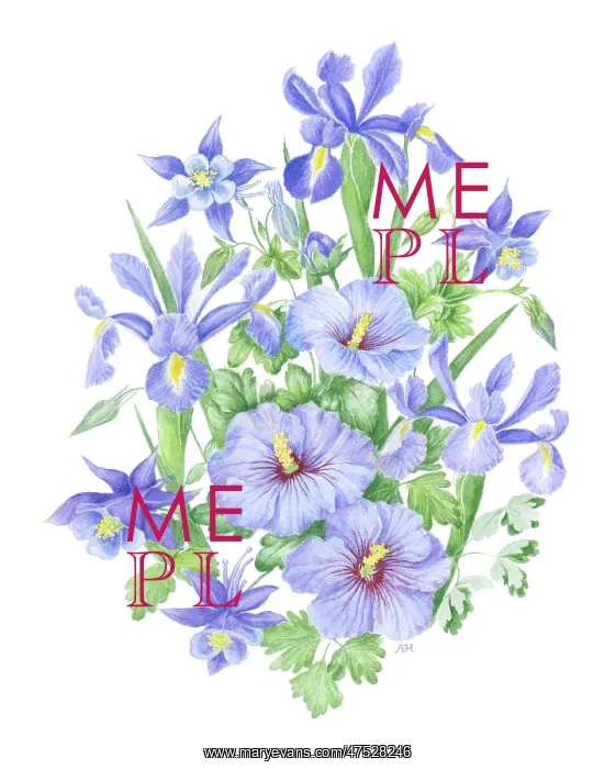 : Iris, Hibiscus and Blue Aquilegia : Iris, Hibiscus and Blue Aquilegia