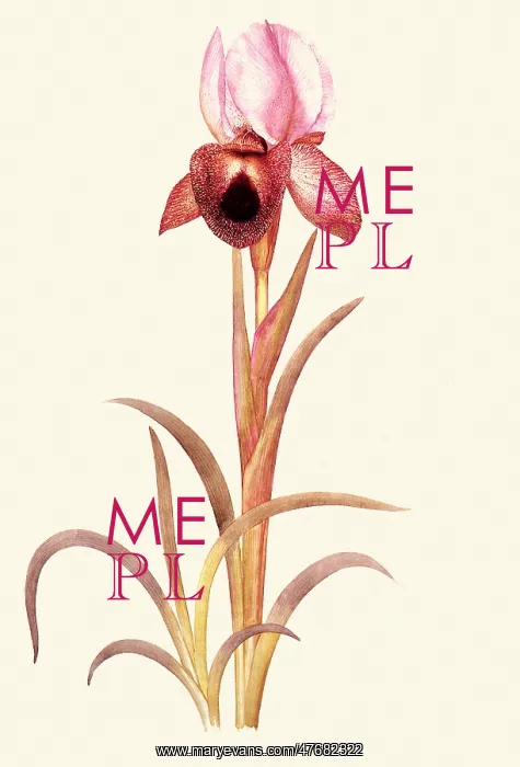 : Iris Iberica : Iris Iberica
