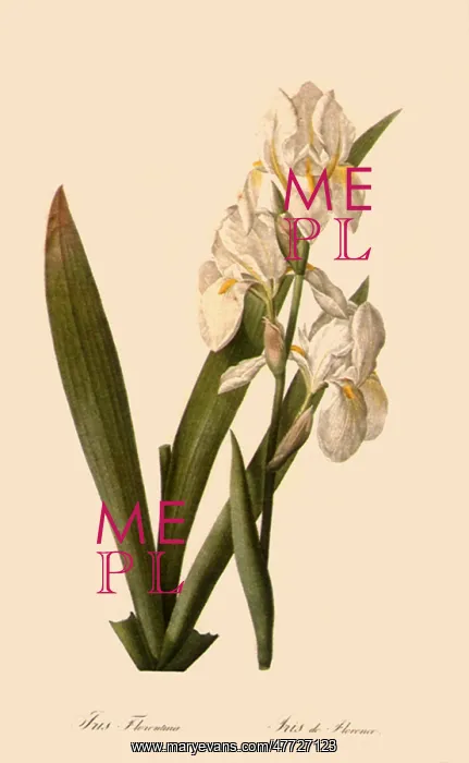: Iris, Iris florentina : Iris, Iris florentina