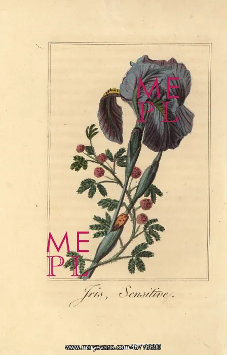 : Iris, Iris gemanica, and sensitive plant, Mimosa pudica : Iris, Iris gemanica, and sensitive plant, Mimosa pudica
