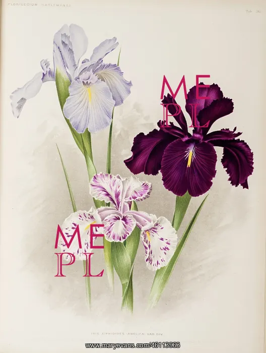 : Iris, Iris xiphioides, Anglica : Iris, Iris xiphioides, Anglica