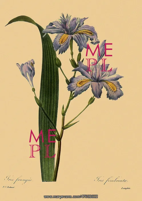  : Iris japonica