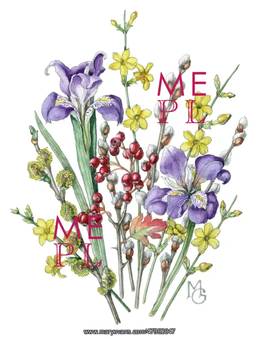 : Iris, jessamine and hawthorn berries : Iris, jessamine and hawthorn berries