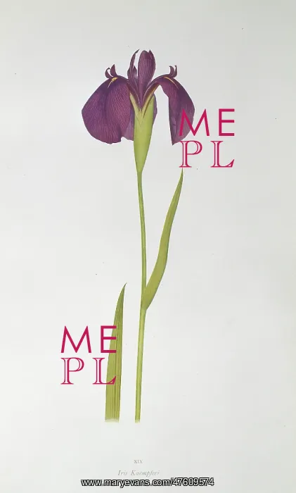 : Iris kaempferi, Japanese iris : Iris kaempferi, Japanese iris
