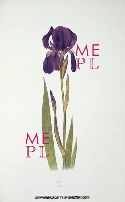 : Iris kochii, German iris : Iris kochii, German iris