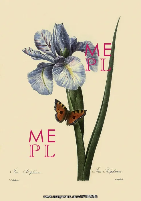 : Iris latifolia : Iris latifolia