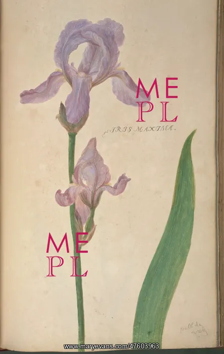 : Iris maxima, iris : Iris maxima, iris