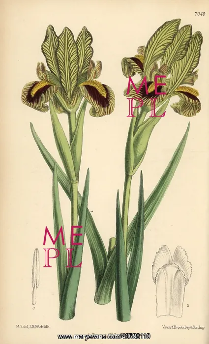 : Iris meda, native of Persia : Iris meda, native of Persia