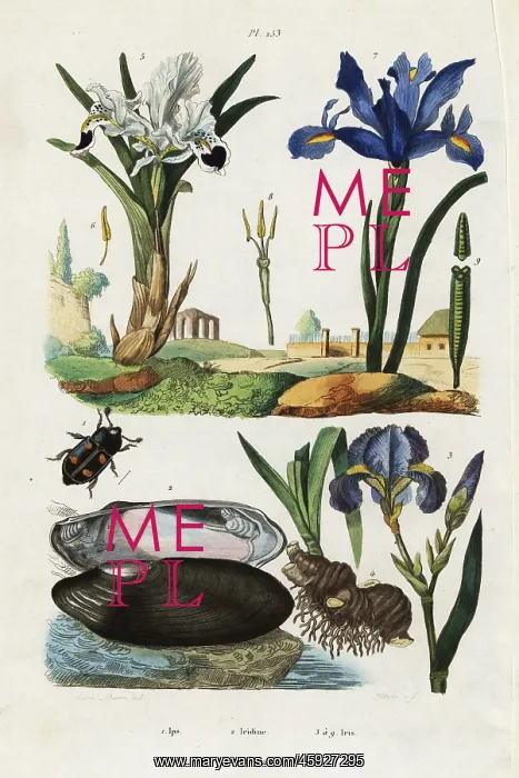 : Iris, mussel and beetle : Iris, mussel and beetle