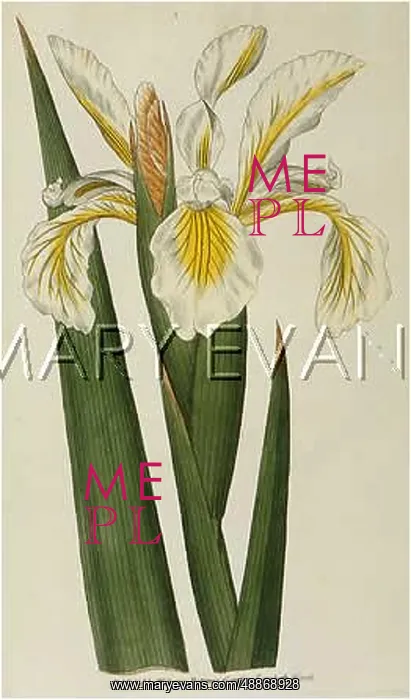 : Iris Ochroleuca or Tall Iris : Iris Ochroleuca or Tall Iris
