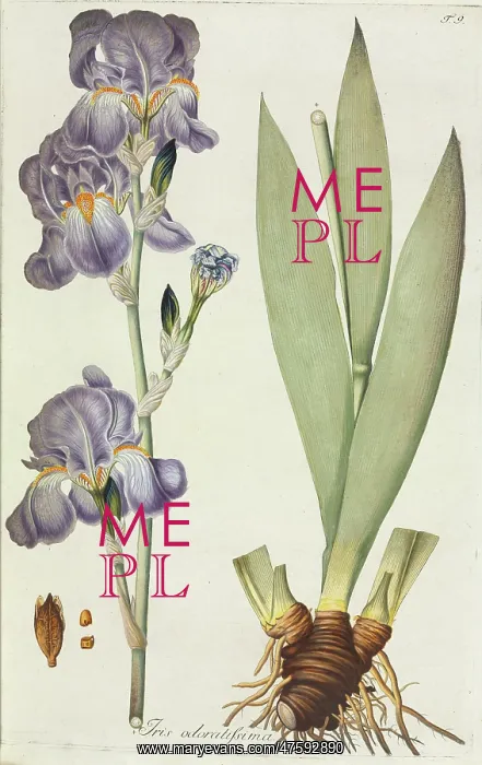 : Iris odoratissima, tall bearded iris : Iris odoratissima, tall bearded iris