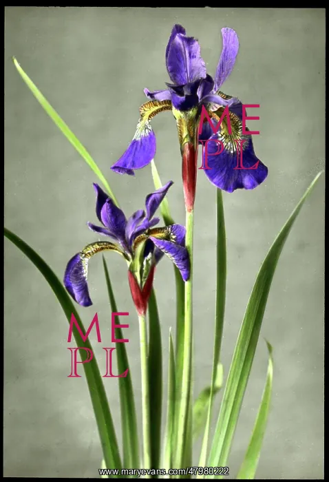 : Iris Orientalis (Spuria Beardless Iris) : Iris Orientalis (Spuria Beardless Iris)