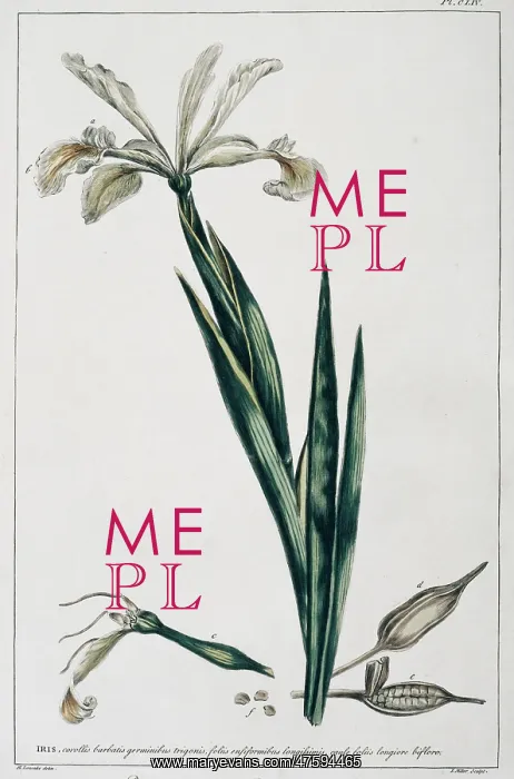 : Iris orientalis, Turkish iris : Iris orientalis, Turkish iris