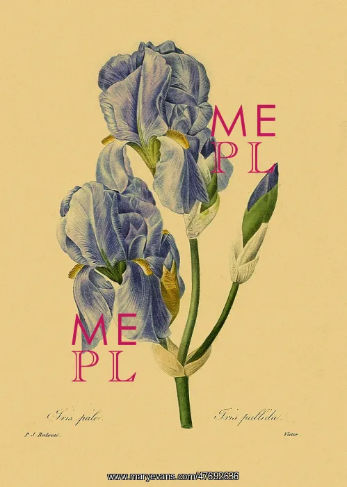  : Iris pallida