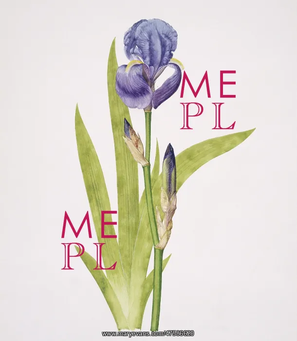 : Iris pallida, bearded iris : Iris pallida, bearded iris