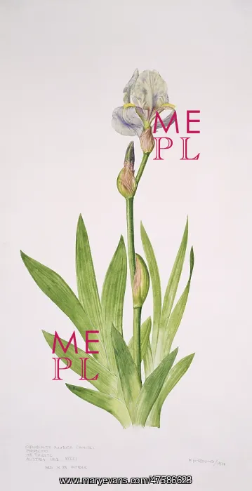 : Iris pallida, bearded iris : Iris pallida, bearded iris