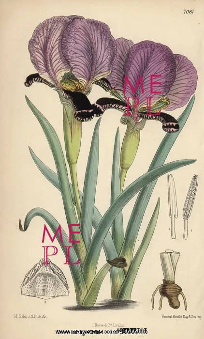 : Iris paradoxa, purple iris native of the Caucasus : Iris paradoxa, purple iris native of the Caucasus
