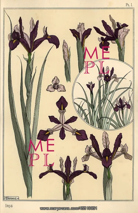 : Iris plant and flower parts, with inset : Iris plant and flower parts, with inset