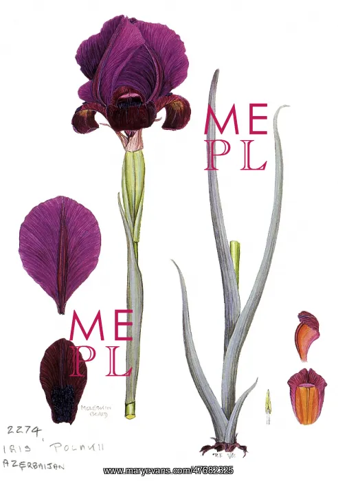 : Iris polakii : Iris polakii