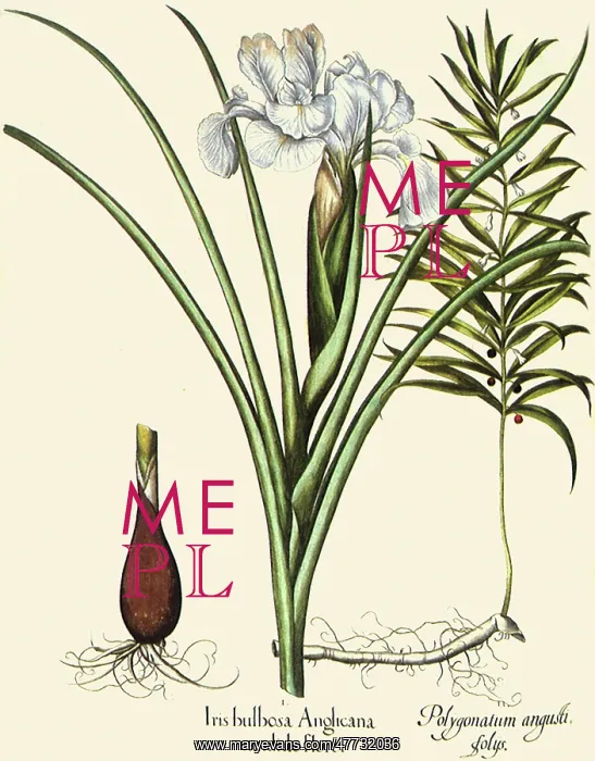 : Iris and Polygonatum : Iris and Polygonatum