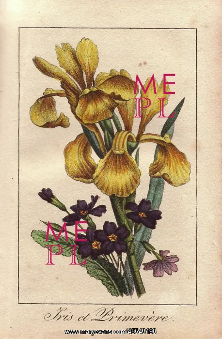 : Iris and primrose, Iris pseudacorus and Primula vulgaris : Iris and primrose, Iris pseudacorus and Primula vulgaris