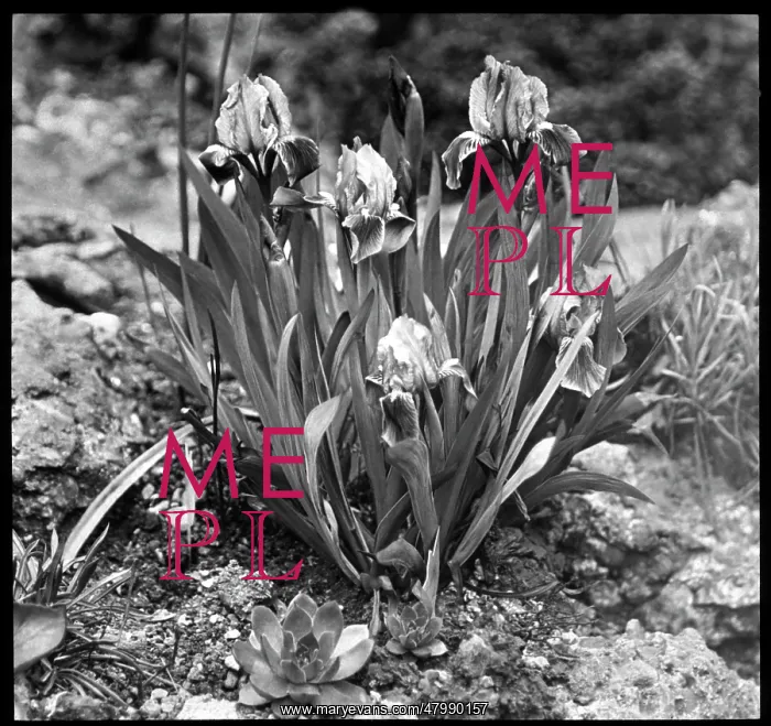 : Iris Pumila (Dwarf Iris) : Iris Pumila (Dwarf Iris)