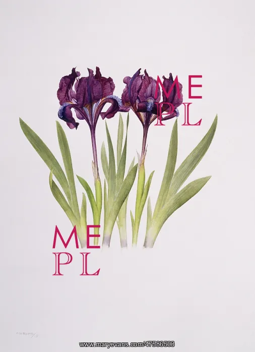 : Iris pumila, dwarf pogon iris : Iris pumila, dwarf pogon iris