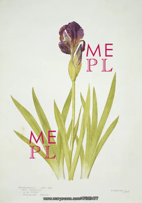 : Iris reichenbachii, small bearded alpine iris : Iris reichenbachii, small bearded alpine iris