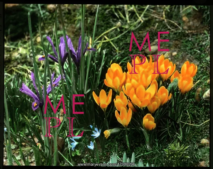 : Iris Reticulata and Crocus Chrysanthus : Iris Reticulata and Crocus Chrysanthus