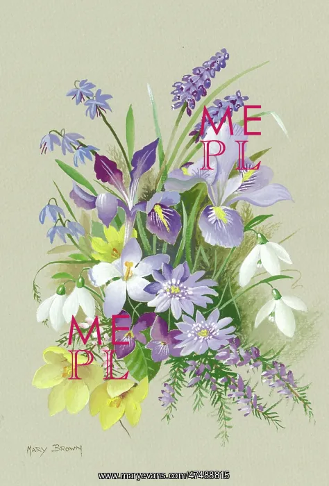 : Iris reticulata, iris stylosa, etc : Iris reticulata, iris stylosa, etc
