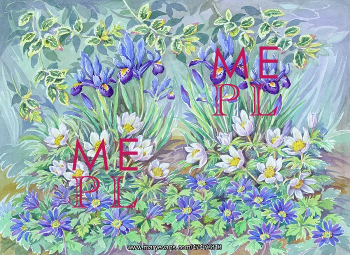 : Iris Reticulata, Pulsatilla, Anemone Blanda etc : Iris Reticulata, Pulsatilla, Anemone Blanda etc