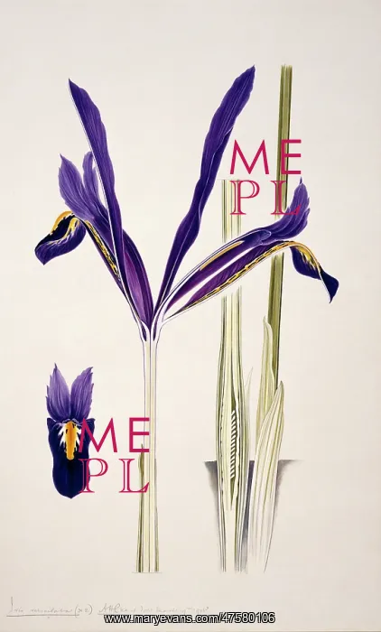 : Iris reticulata, reticulated iris : Iris reticulata, reticulated iris