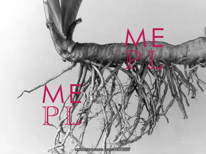 : IRIS RHIZOME AND ROOTS : IRIS RHIZOME AND ROOTS