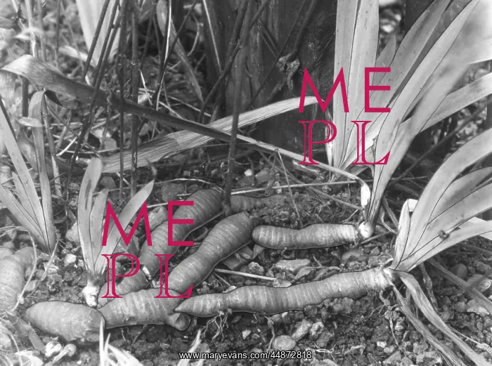 : IRIS RHIZOMES
