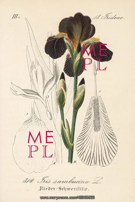 : Iris sambucina : Iris sambucina