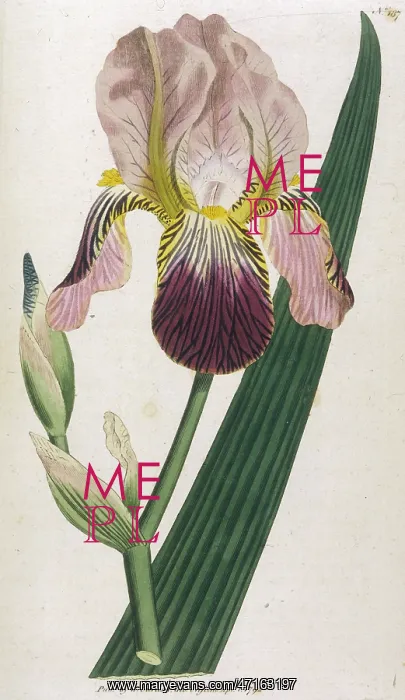 : Iris Sambucina or Elder Scented Iris : Iris Sambucina or Elder Scented Iris