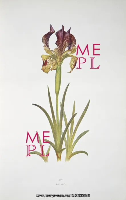 : Iris sari, iris : Iris sari, iris
